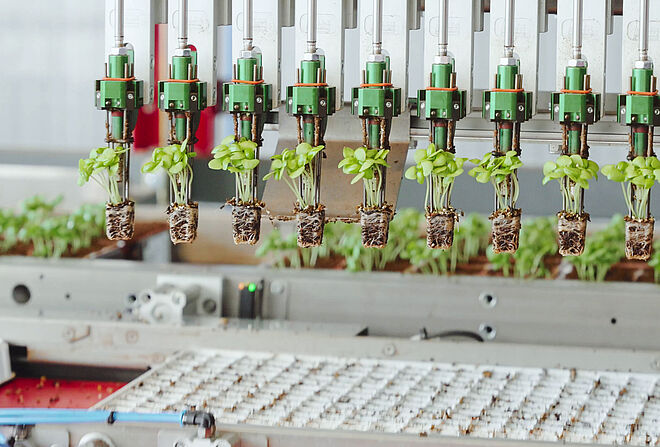 意大利农业机械制造商 Da Ros Srl 的插秧机上使用的 FAULHABER 无刷电机 插秧机(移栽机)上有几个相邻的夹具,每个夹具都能输送一棵绿色的秧苗;下面是传送带。